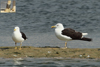 1cy fuscus in August, ringed in Finland. (81365 bytes)